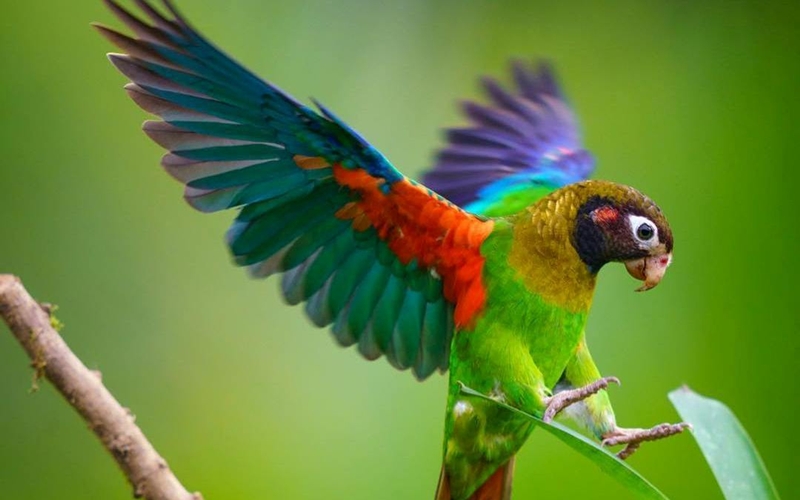 Colourful Macaw in Boca Tapada, Costa Rica