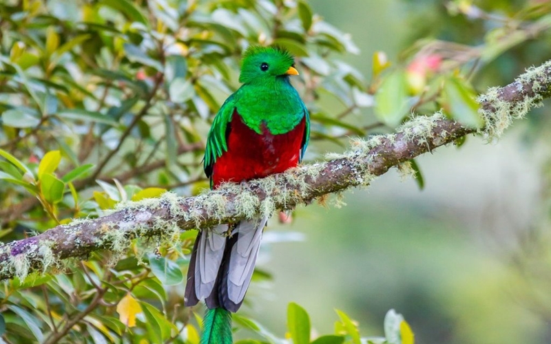 Colourful bird in Costa Rica, Birdwatching