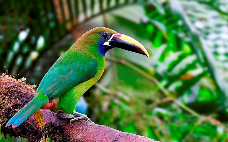Colourful toucanet in Costa Rica, Birdwatching