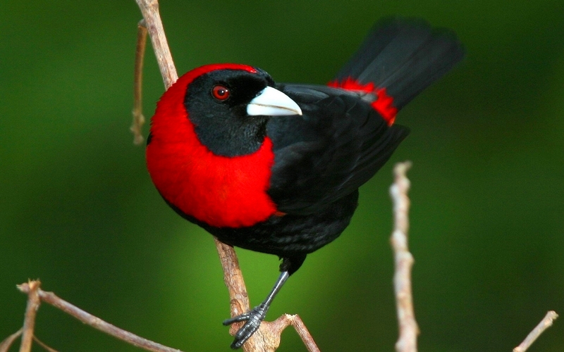 Costa Rica Birdwatching Tour