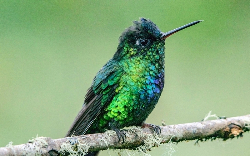 Costa Rica Birdwatching
