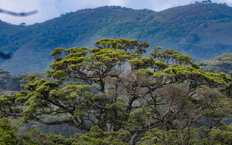 Costa Rica Rainforest