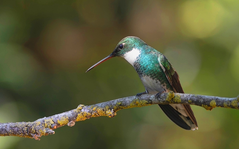 Hummingbird in Costa Rica, Birdwatching