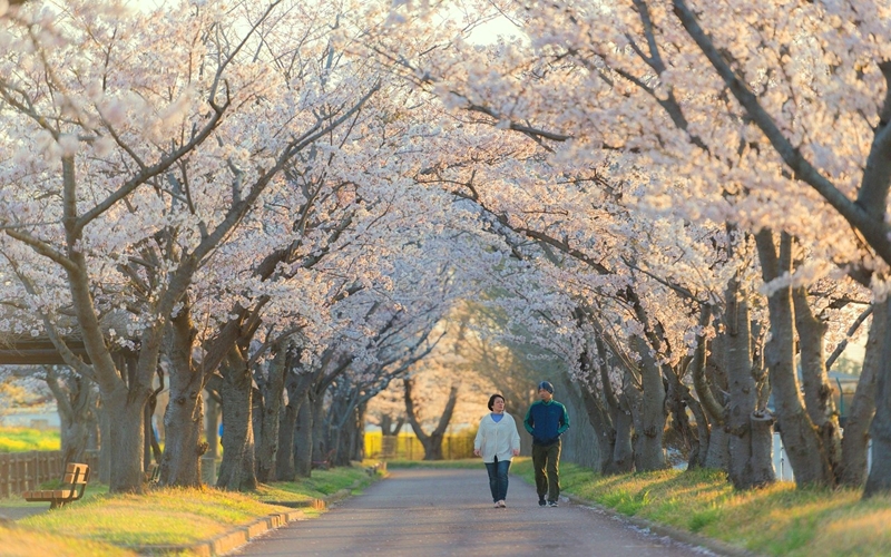 Kyoto Sakura Blossom, Japan