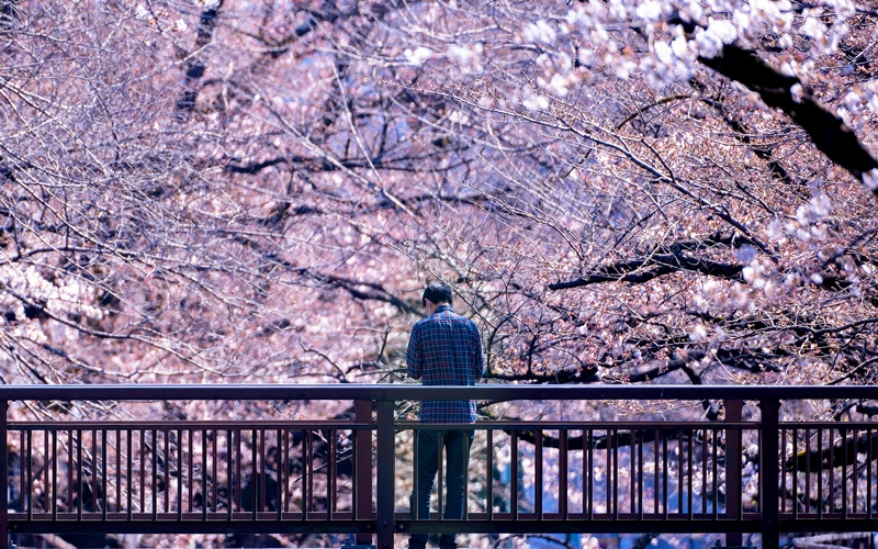 Sakura Blossom Tokyo, Japan