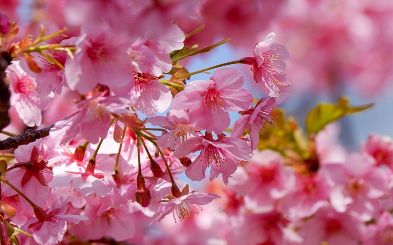 Sakura Blossom in Japan