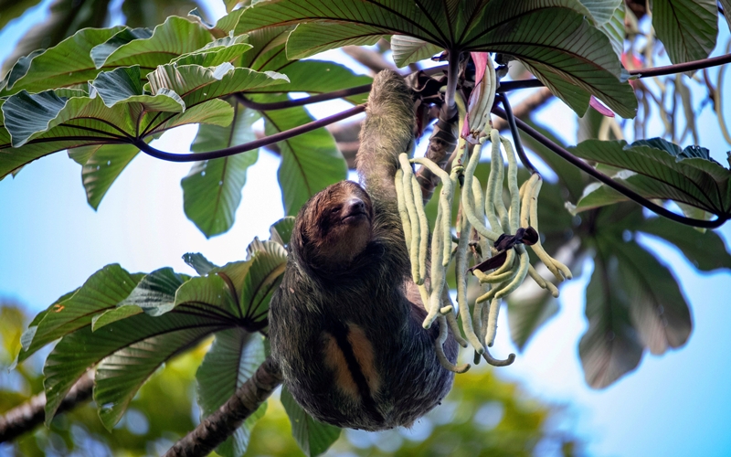 Sloth in Costa Rica