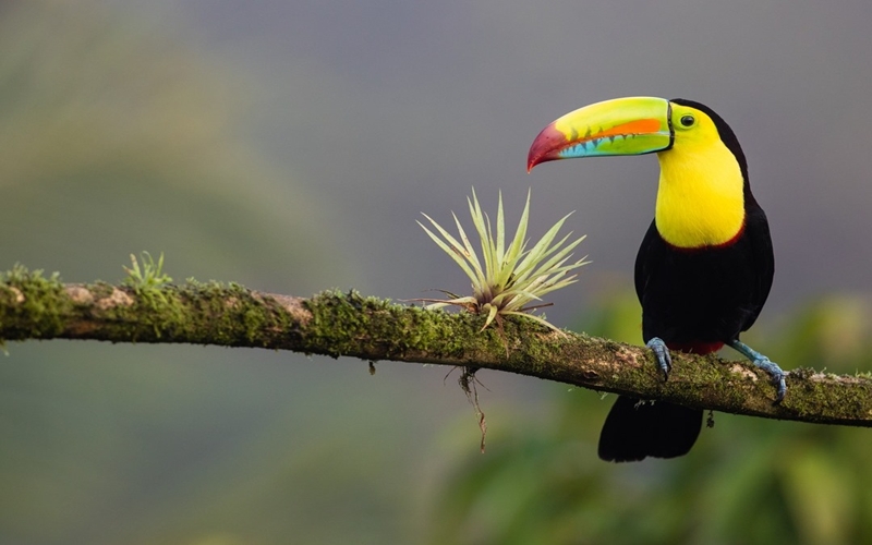 Toucan at Rio Celeste, Costa Rica