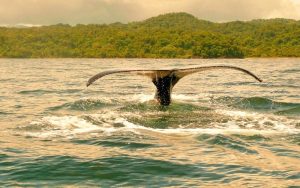 Whalewatching in Colombia on the Pacific Coast