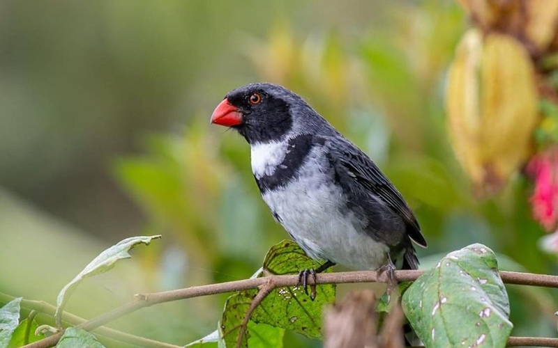Bird in Colombia