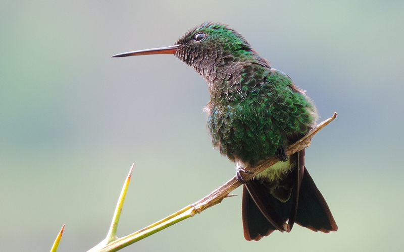 Humminbird in Colombia