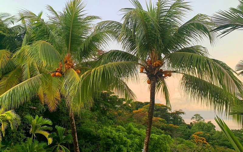 Osa Peninsula on the Pacific Coast of Costa Rica