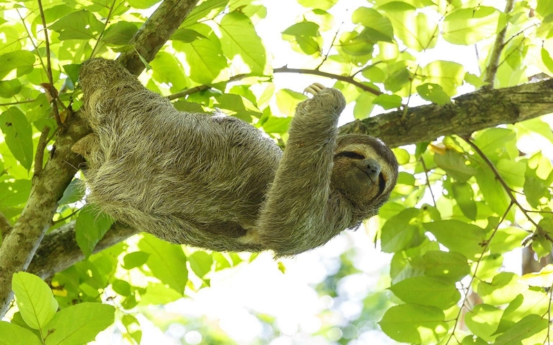 Sloth on Osa Peninsula, Pacific Coast of Costa Rica