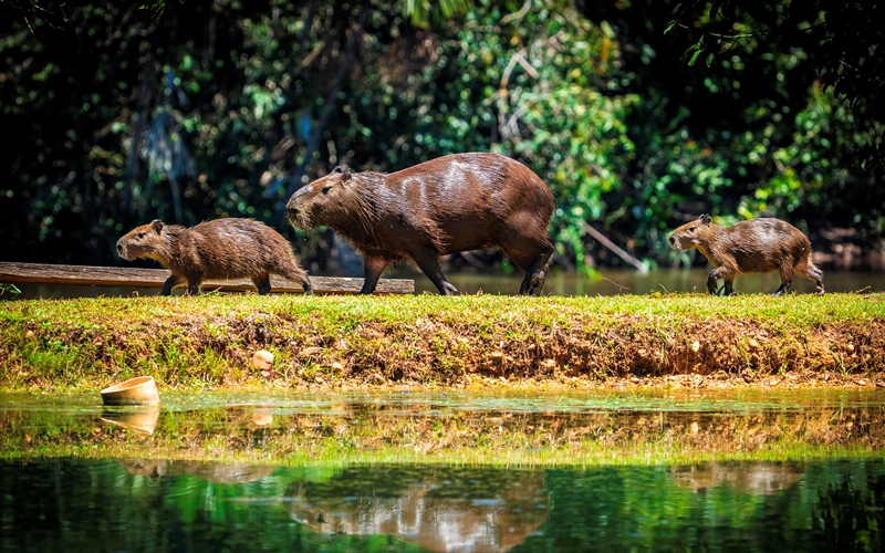 Jardim da Amazônia, São José do Rio Claro, Brazil