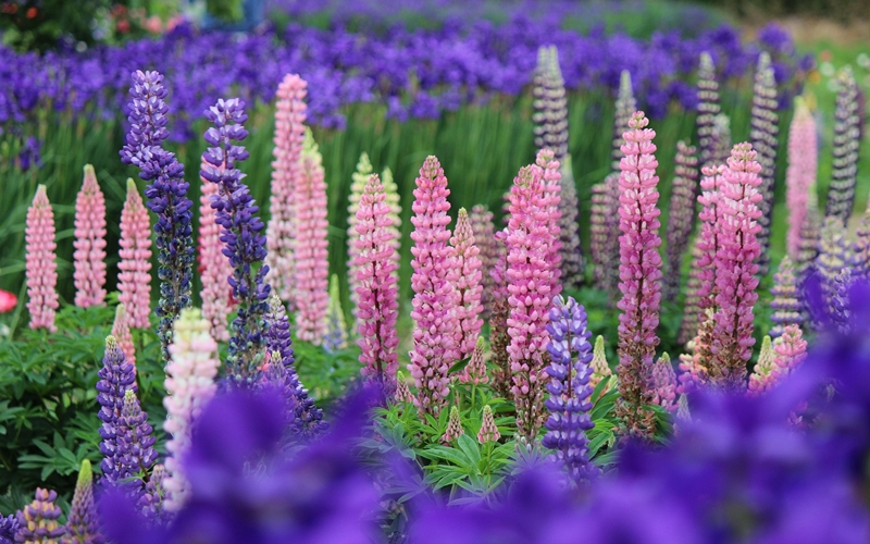 New Zealand Lupine Flowers