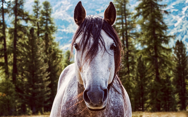 Horse Argentina
