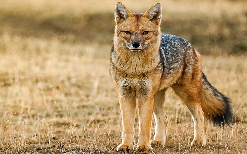 Patagonia Wildlife