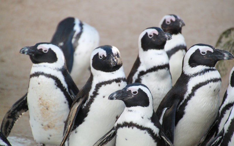Penguins