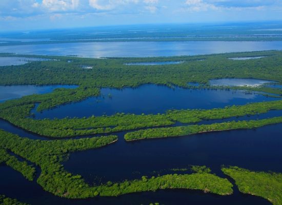 Amazon Jungle in Brazil