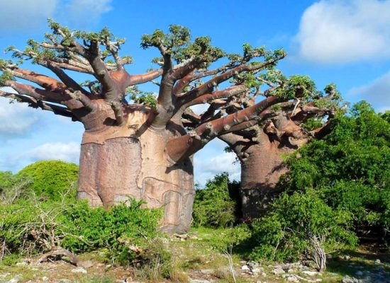 Baobab tree