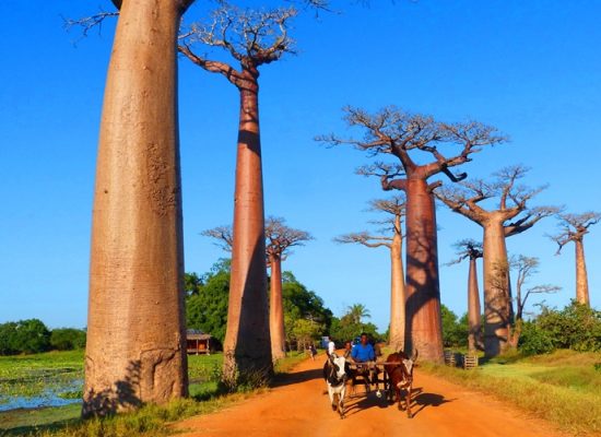 Avenue of the Baobabs in Morondava, Madagascar