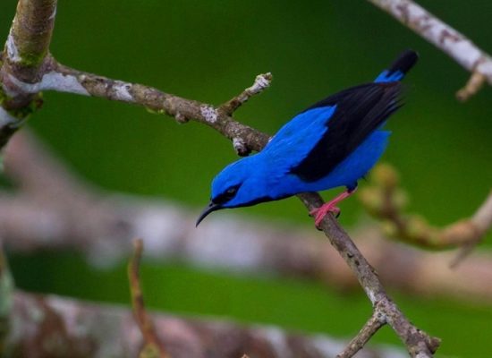 blue bird on a branch in the Brazilian Amazon rainforest