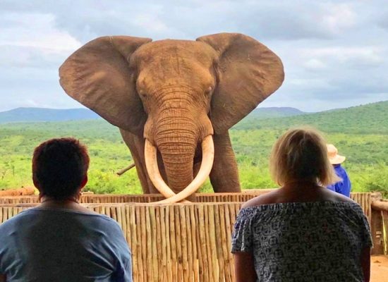 Habituated Elephant