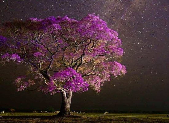 Ipe in Blossom in the Pantanal, Brazil