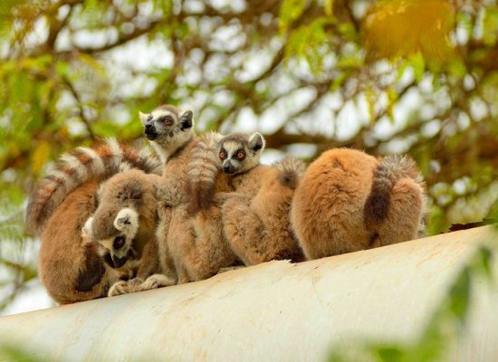 Lemurs of Madagascar