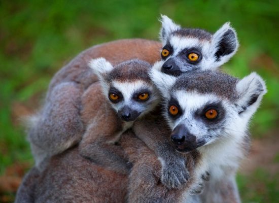 Lemurs in Madagascar