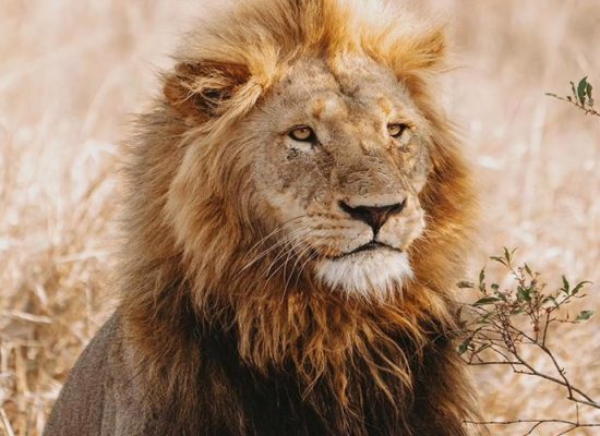 Lion in South Africa