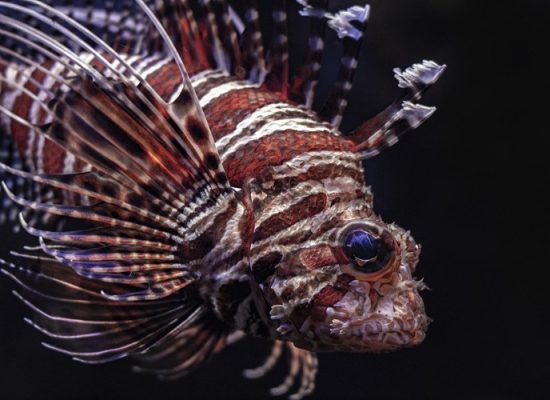Lionfish, Madagascar