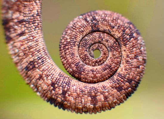 A curled tail of a brown chameleon from Madagascar