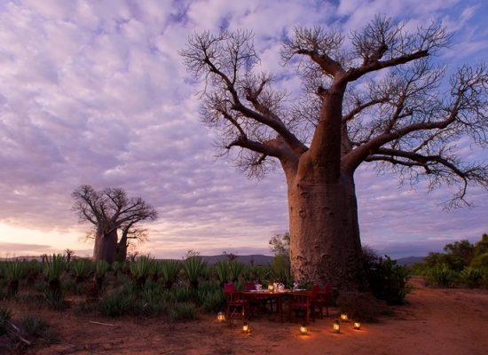 al-fresco dining near a baobab tree at Mandrare River Camp, boutique hotel in the south of Madagascar