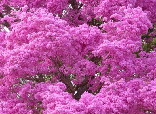 Pink blossoming tree in the Pantanal