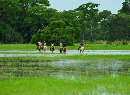 horse riding through the wetlands of the Pantanal in Brazil