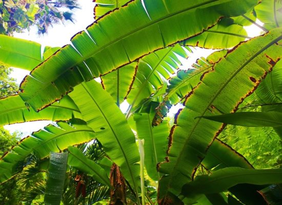 Ranomafana Banana Garden, Madagascar