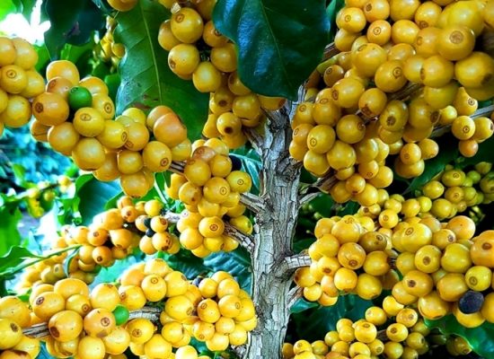 Coffee beans in Brazil