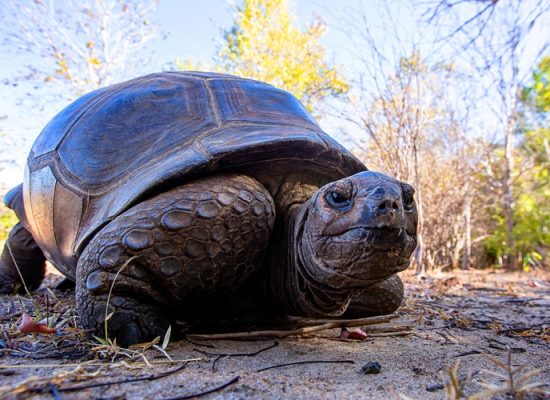 Giant Turtle in Majunga, Madagascar