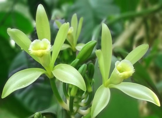 Vanilla Flowers in Madagascar
