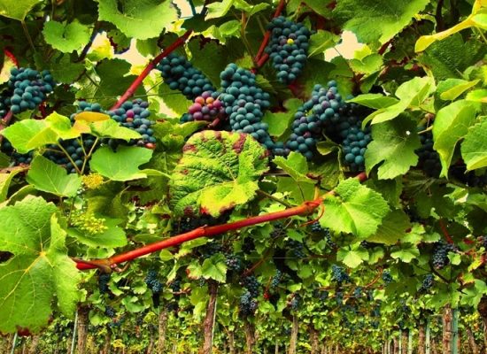 Red Wine Grapes in France