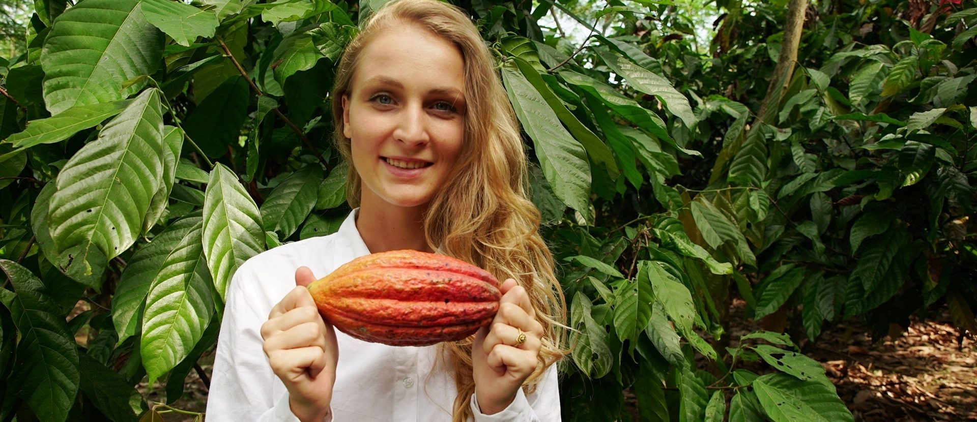 cocoa plant